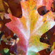 Illustration for article titled Fall Shooting Challenge Gallery 2
